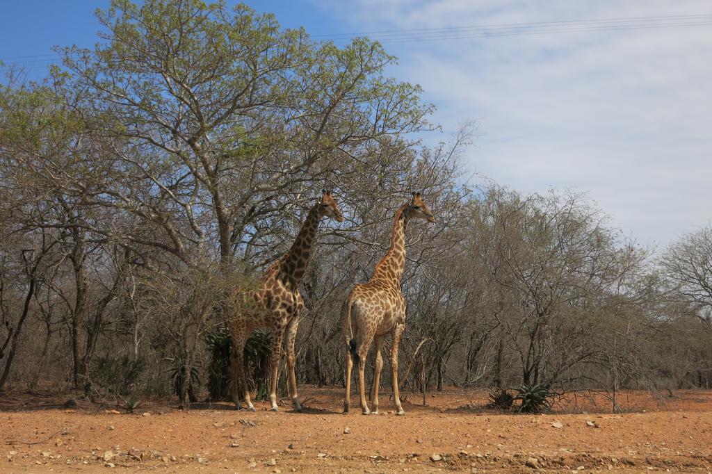 Treetops Marloth Park Exterior photo