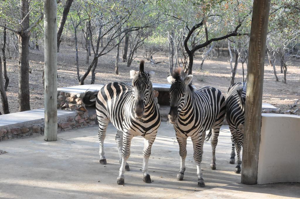 Treetops Marloth Park Exterior photo
